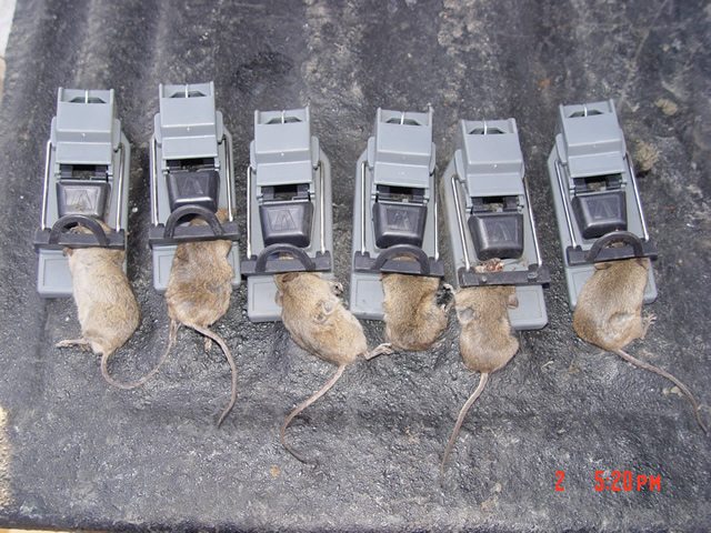 Mouse Traps